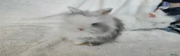 Lionhead rabbits for sale: Double mane lionhead rabbits seal point - Advert 10
