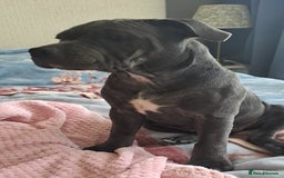 Staffordshire Bull Terrier dogs for sale: KC registration blue staffy , Champion blood line  - Image 10