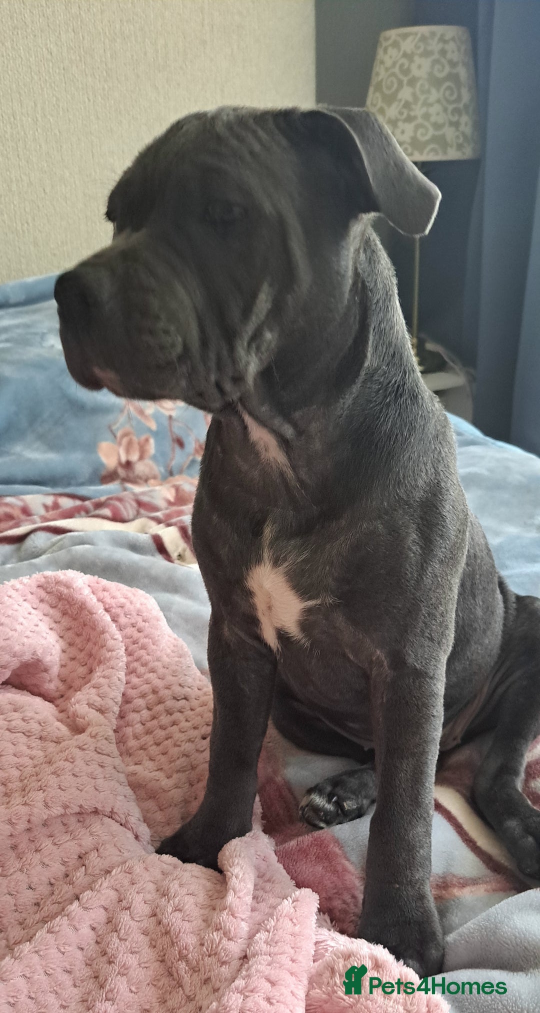 Staffordshire Bull Terrier dogs for sale: KC registration blue staffy , Champion blood line  - Image 10