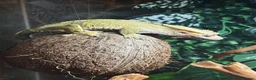 Gecko reptiles for sale: Crested gecko and setup.  in Milton Keynes - Advert 2