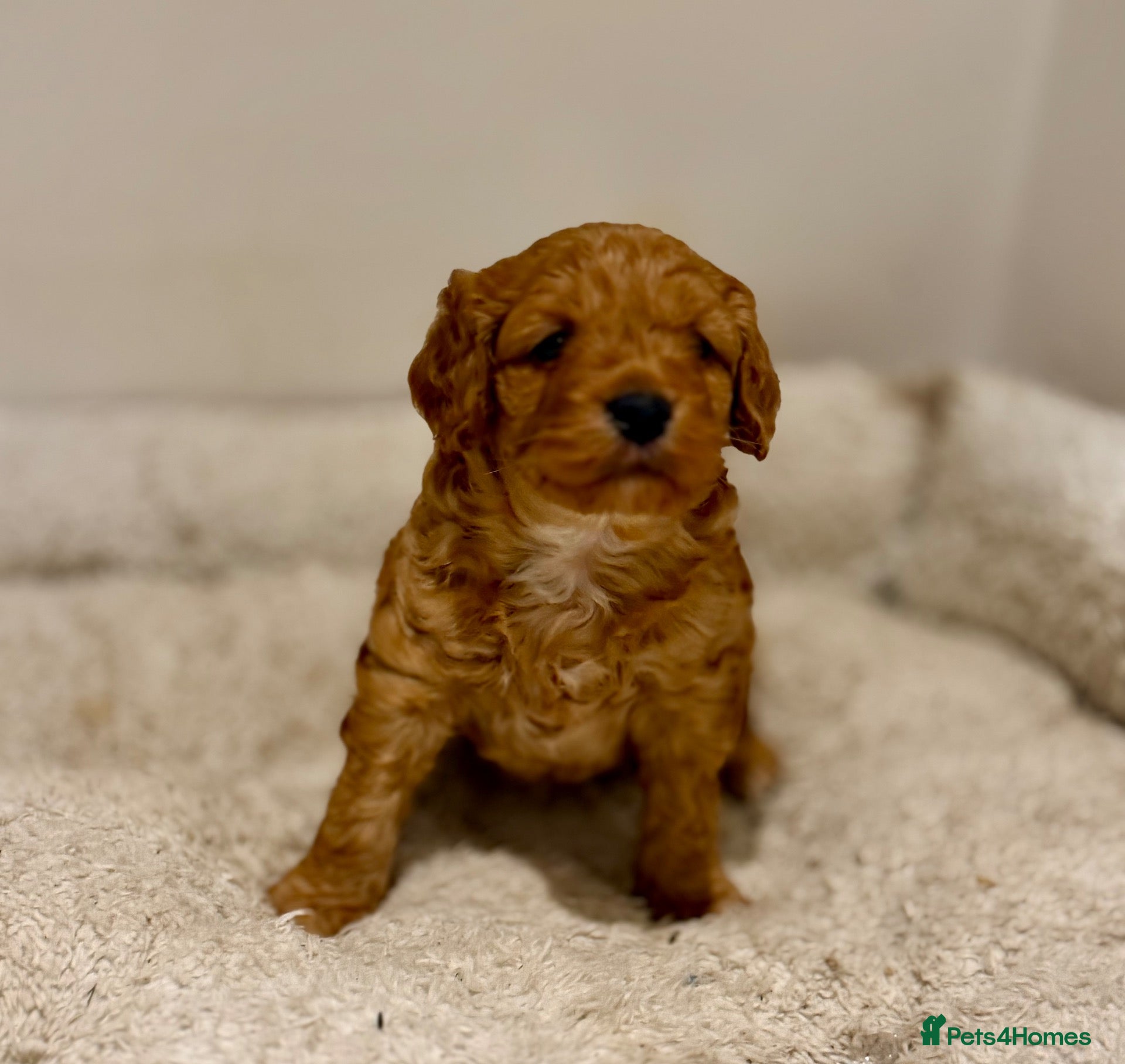 Cockapoo dogs Red boy available due to last minute cancellation - Advert 1