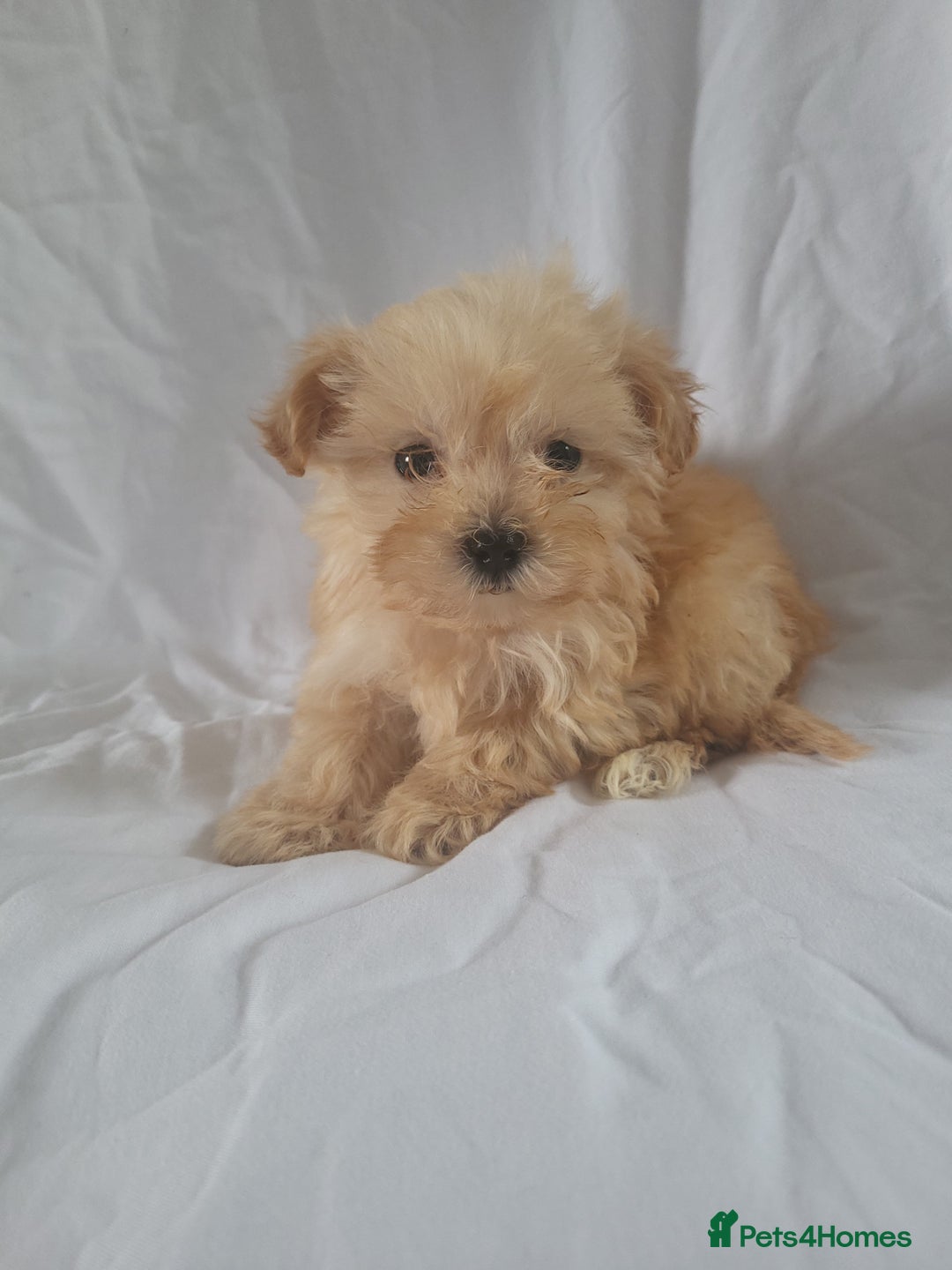 Morkie dogs for sale: Morkie puppies 5 🌟licence breeder  - Image 2