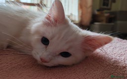 Ragdoll cats for sale: RAGS To Riches  - Image 8
