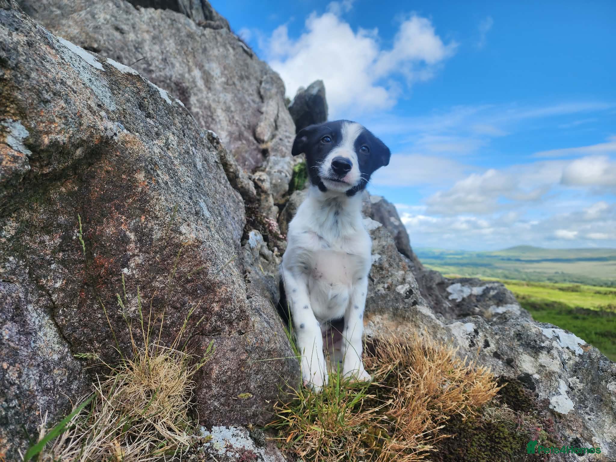 Border Collie dogs for sale: Gorgeous and Playful Border Collie Pup in Crymych - Advert 5
