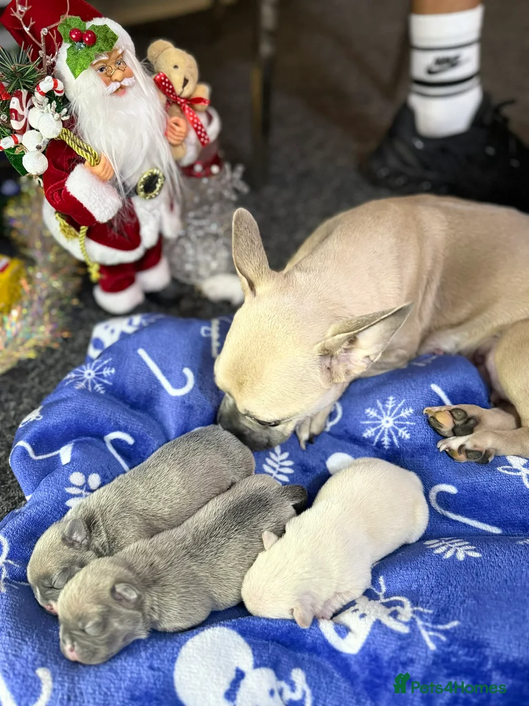 Mixed Breed dogs for sale: French bulldog - Advert 1