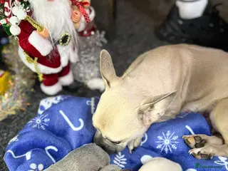 Mixed Breed dogs French bulldog - Advert 1