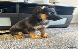 German Shepherd dogs for sale: Full Pedigree German Shepherd- Show Quality  - Image 5