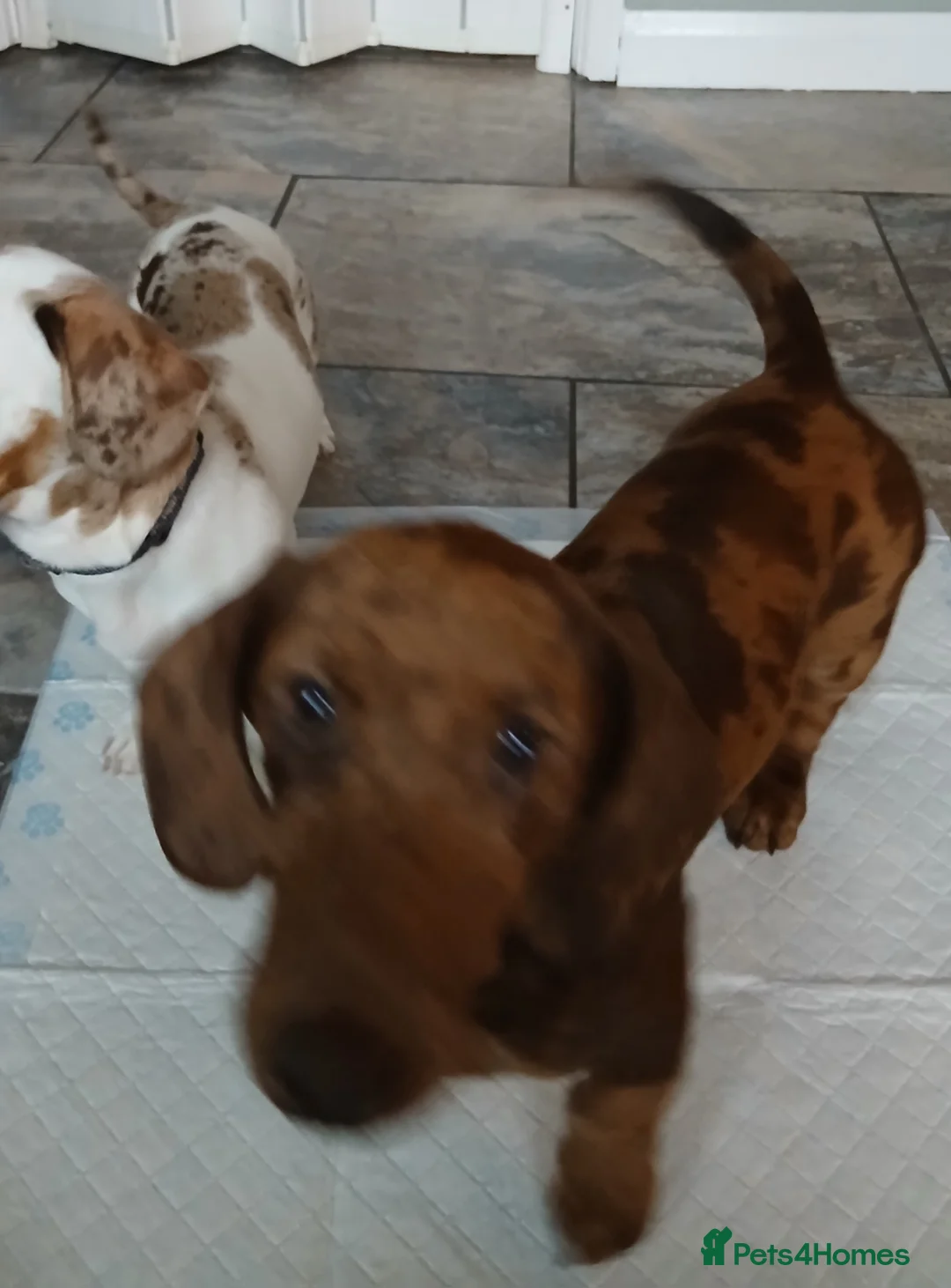 Dachshund dogs for sale: Meril dashund  in Stockton-on-Tees - Advert 5