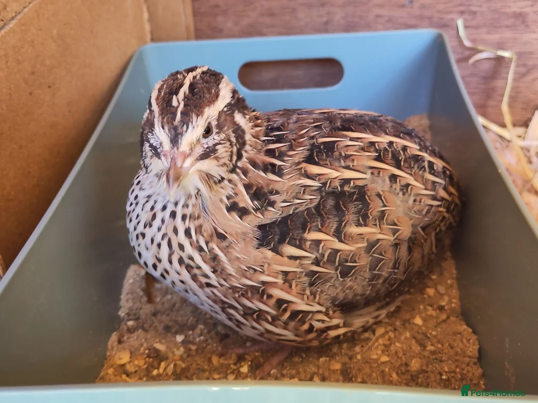 Quail poultry for sale: coturnix (Japanese) hatching eggs - Advert 8