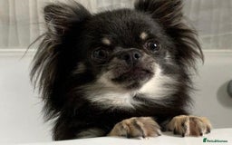 Chihuahua dogs for sale: Stunning, playful black and tan girl - Image 4