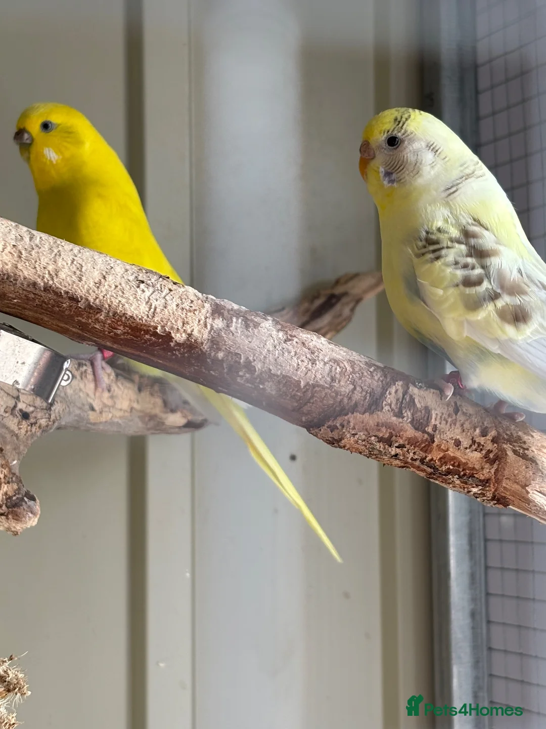 Budgerigars birds for sale: 2 female budgies - Advert 3