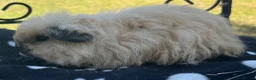 Guinea Pig rodents for sale: Guniea pigs. - Advert 5