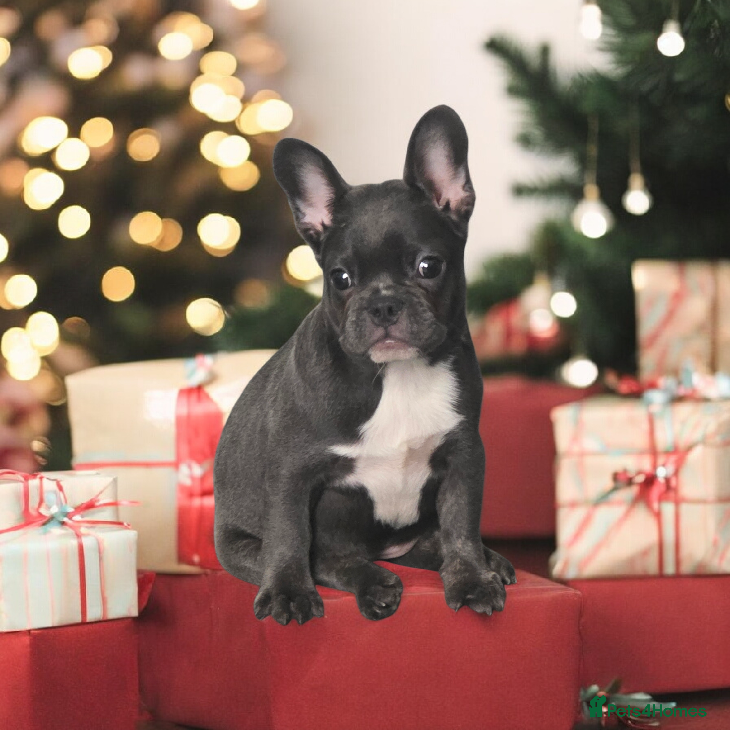 French Bulldog dogs French Bulldog Puppy - Advert 1