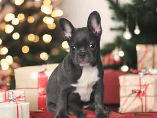 French Bulldog dogs French Bulldog Puppy - Advert 1