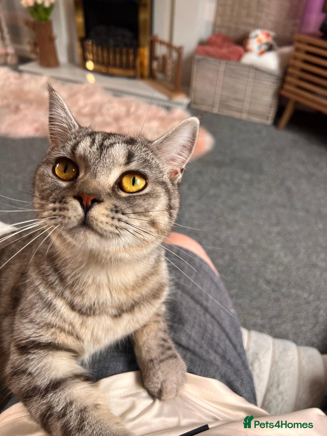 British Shorthair cats for sale: British Shorthair X  - Image 5