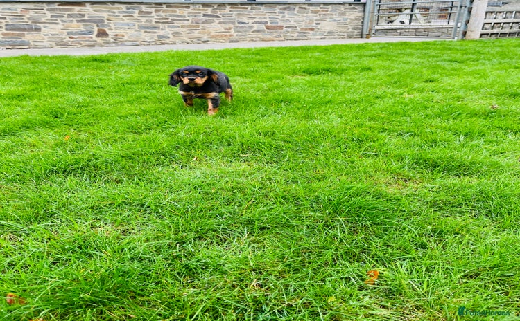 Cavalier King Charles Spaniel dogs - Advert 6