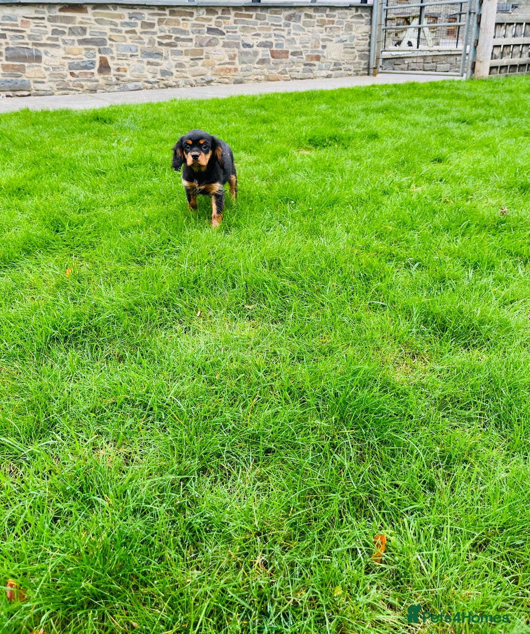 Cavalier King Charles Spaniel dogs for sale: ⭐️ fully Health tested KC reg cavalier puppies  - Image 1