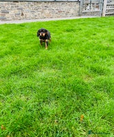 Cavalier King Charles Spaniel dogs - Advert 8