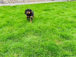 Cavalier King Charles Spaniel dogs - Advert 7