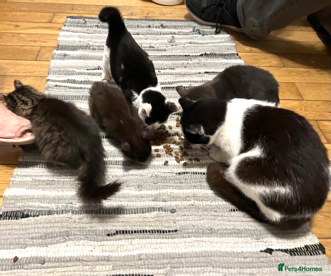 Mixed Breed cats for sale: 4 beautiful kitten for sale  - Advert 5