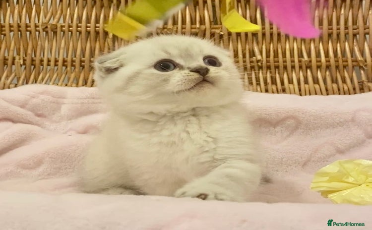 British Shorthair cats 🧸EXCEPTIONAL QUALITY PURE BREED BSH TEDDY BEARS🧸 - Advert 9