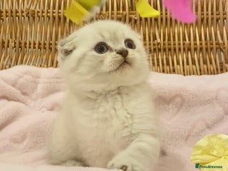 British Shorthair cats 🧸EXCEPTIONAL QUALITY PURE BREED BSH TEDDY BEARS🧸 - Advert 5