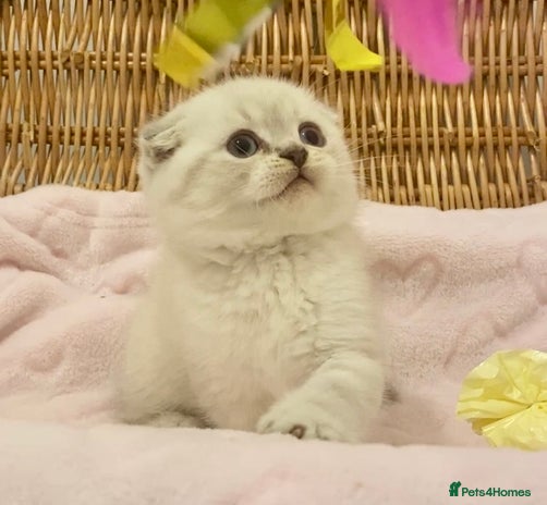 British Shorthair cats 🧸EXCEPTIONAL QUALITY PURE BREED BSH TEDDY BEARS🧸 - Advert 3