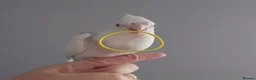 Cockatiels birds for sale: Hand reared silly tame DNA sexed baby cockatiels  - Advert 26
