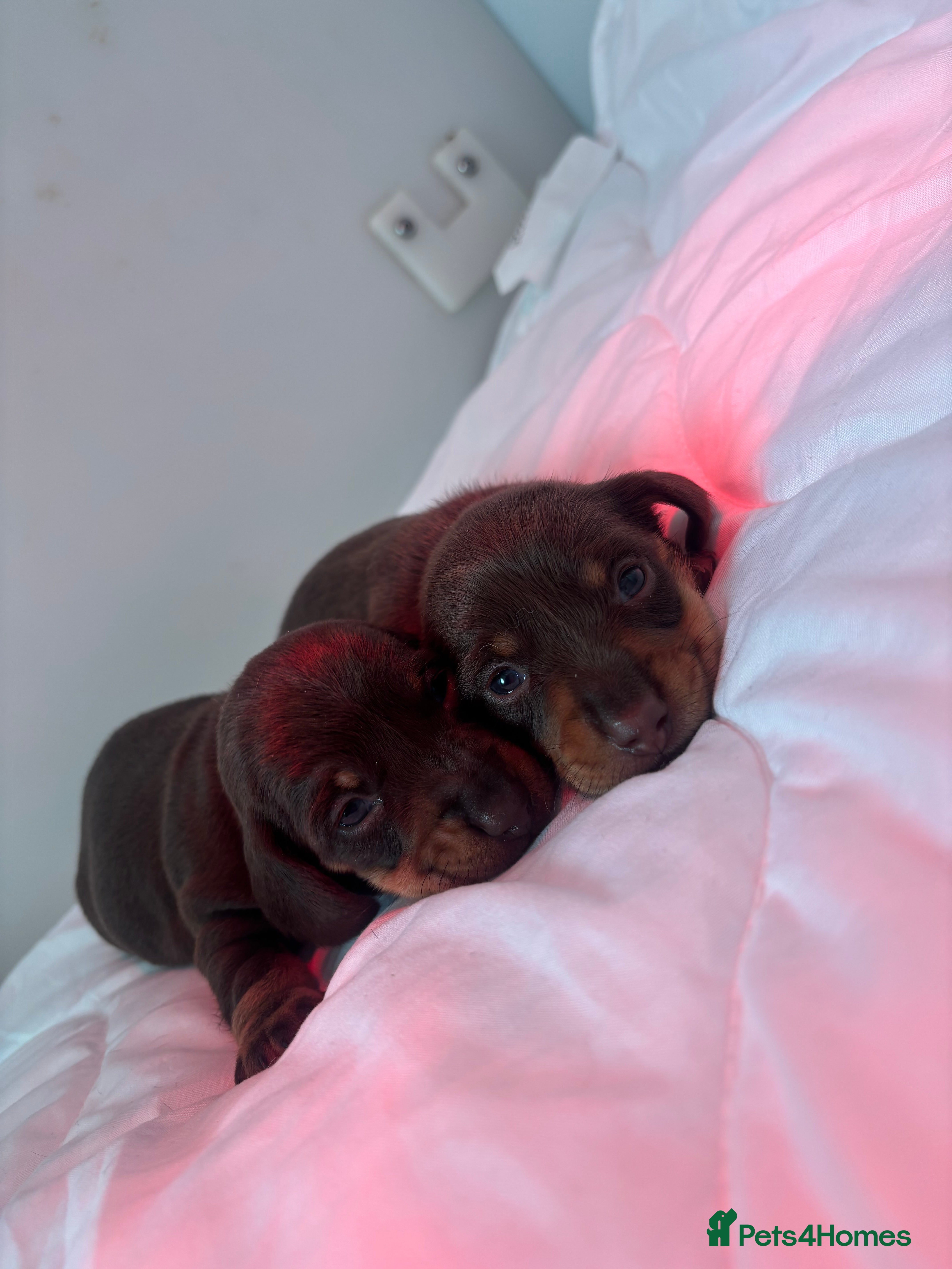 Miniature Dachshund dogs KC Miniature dachshunds - Advert 1