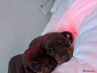 Miniature Dachshund dogs KC Miniature dachshunds - Advert 1