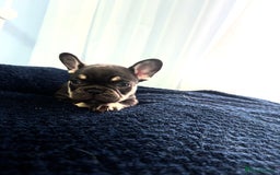 French Bulldog dogs for sale: KC Fluffy Carriers Isabella French Bulldogs puppy - Image 31