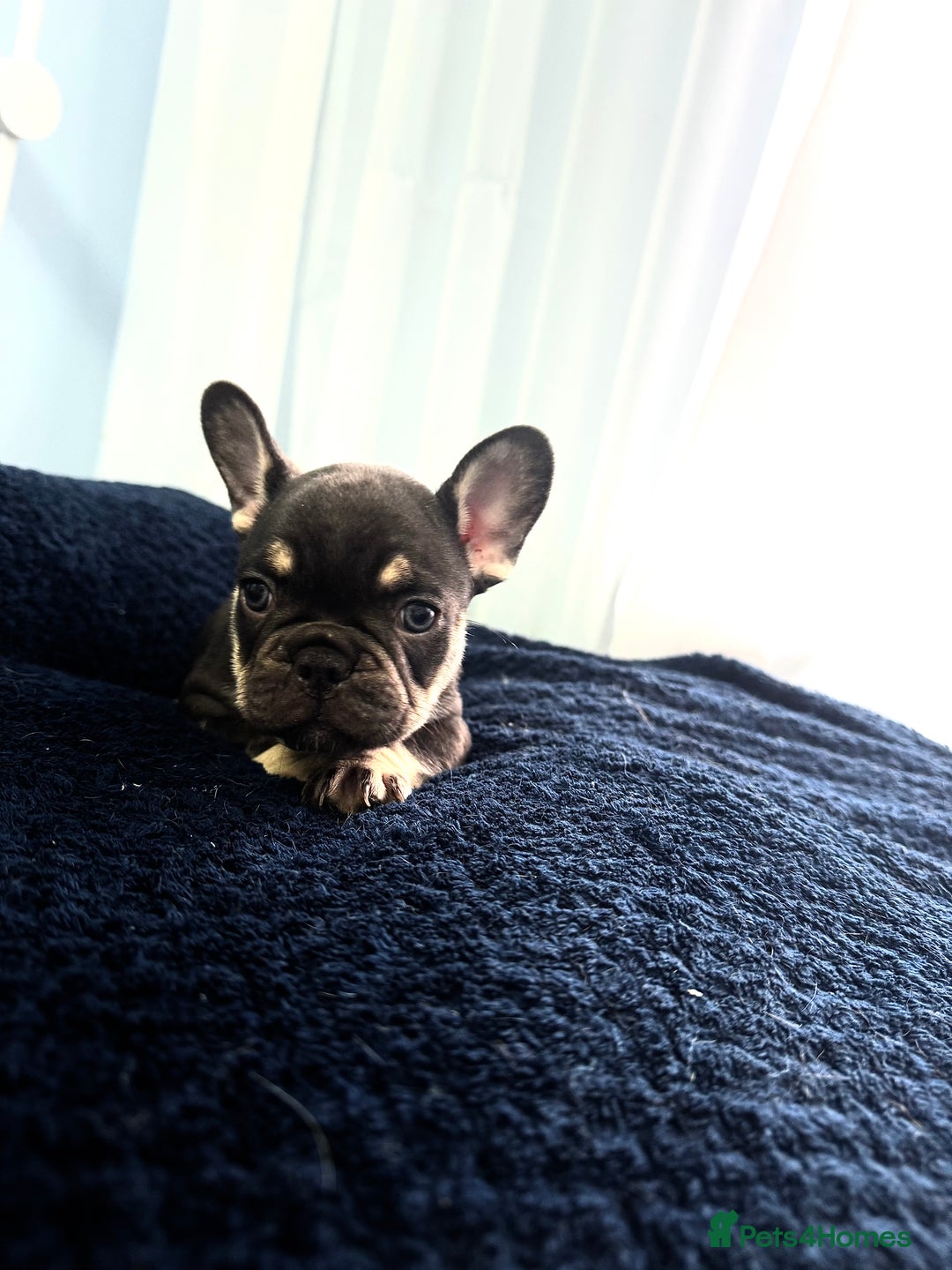French Bulldog dogs for sale: KC Fluffy Carriers Isabella French Bulldogs puppy - Image 31