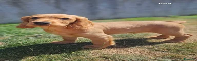 Cocker Spaniel 6