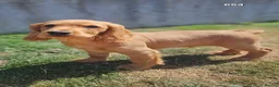 Cocker Spaniel dogs for sale: Cocker Spaniels Ready Now!!!!! - Advert 12