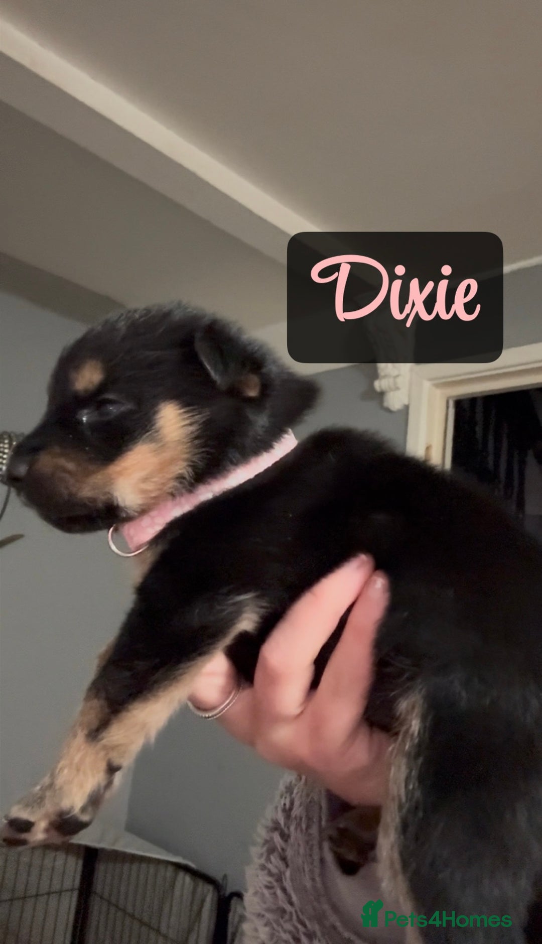 Shepsky dogs for sale: 9 beautiful Shepsky puppies in Doncaster - Advert 30