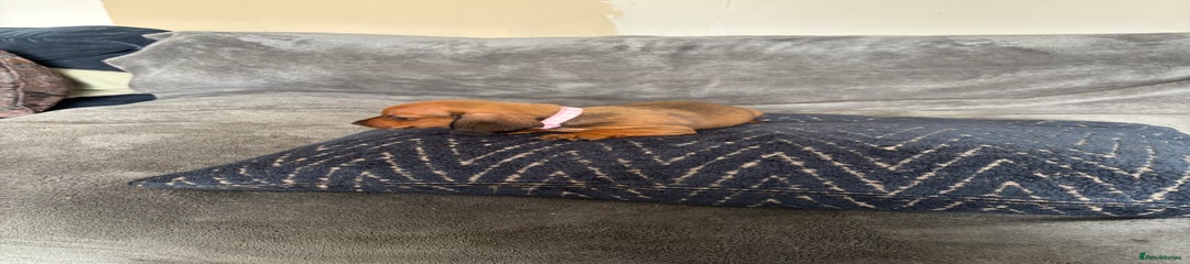 Miniature Dachshund Pink
