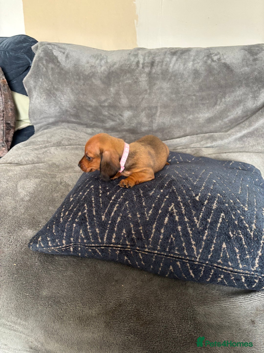 Miniature Dachshund dogs for sale: Stunning Brindle Dachshunds  - Image 16