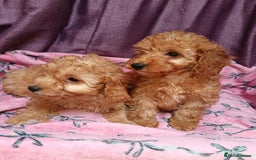 Cavapoo dogs for sale: Cavapoo puppy's  - Image 7
