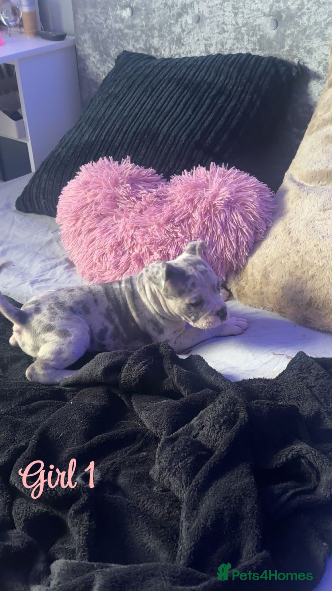 American Bully dogs for sale: Stunning pocket bully pups for sale - Image 6