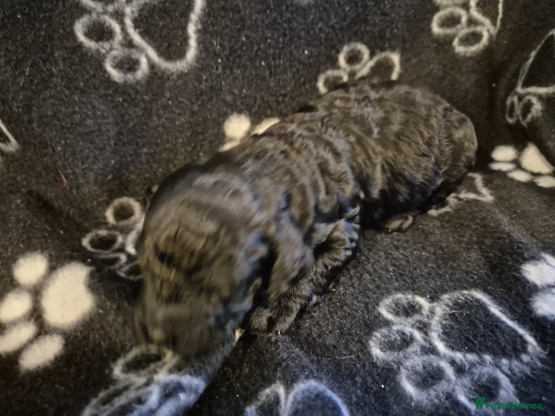 Cavapoo dogs for sale: **Stunning Cavapoo puppies** - Advert 15