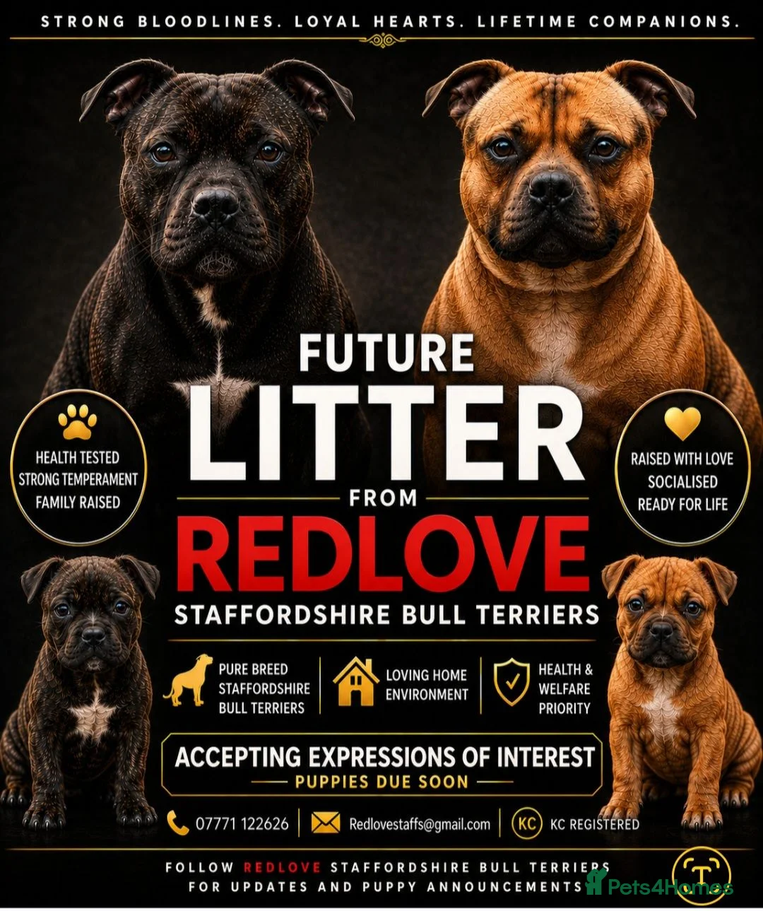 Staffordshire Bull Terrier dogs for sale: 🥨Future litter🥨 Reds/Brindles - Advert 1