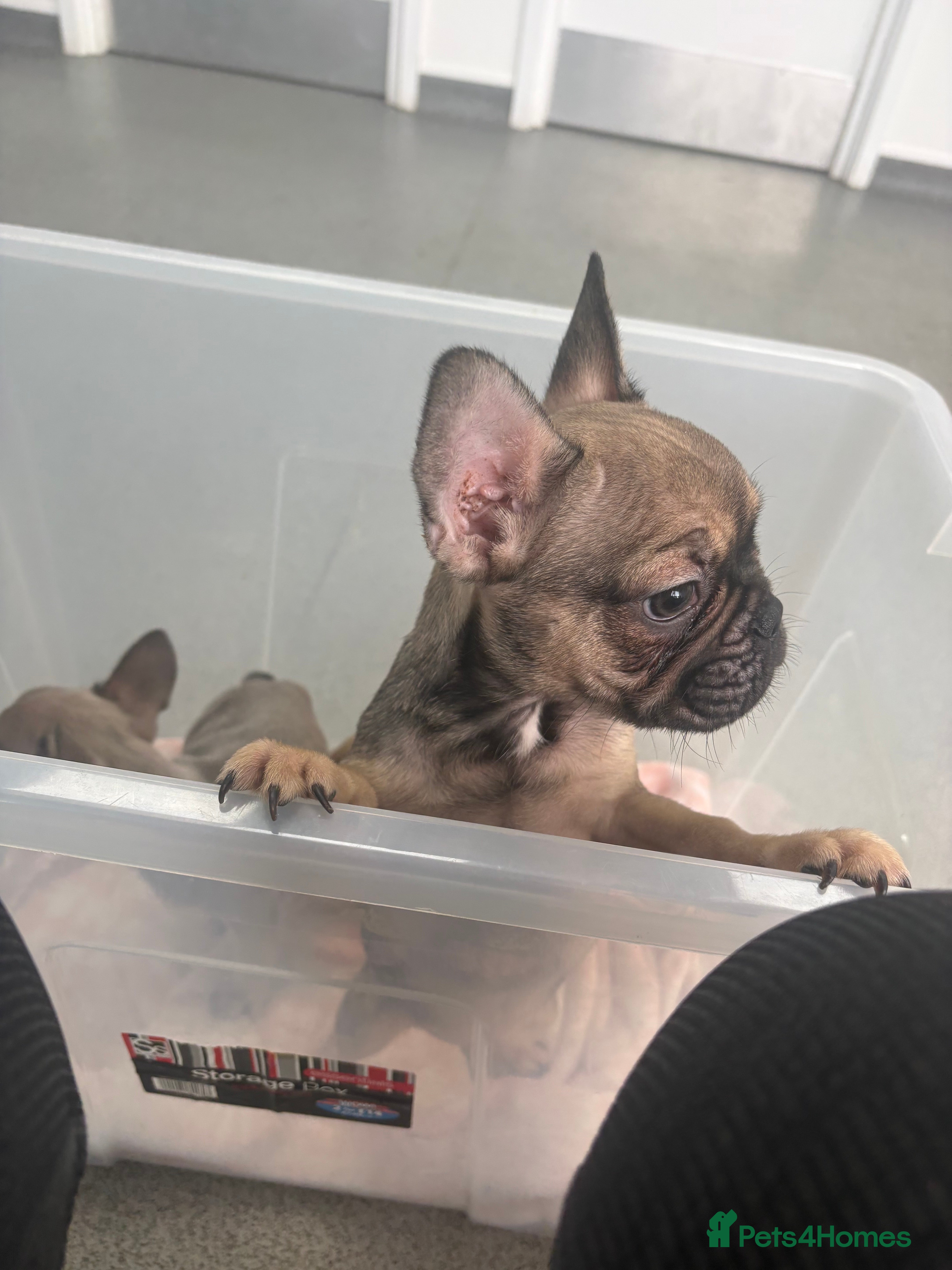 French Bulldog dogs Gorgeous Male Frenchie Pups - Advert 8