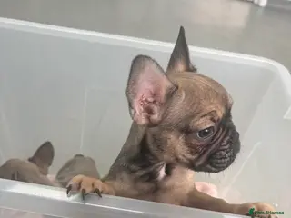 French Bulldog dogs Gorgeous Male Frenchie Pups - Advert 1