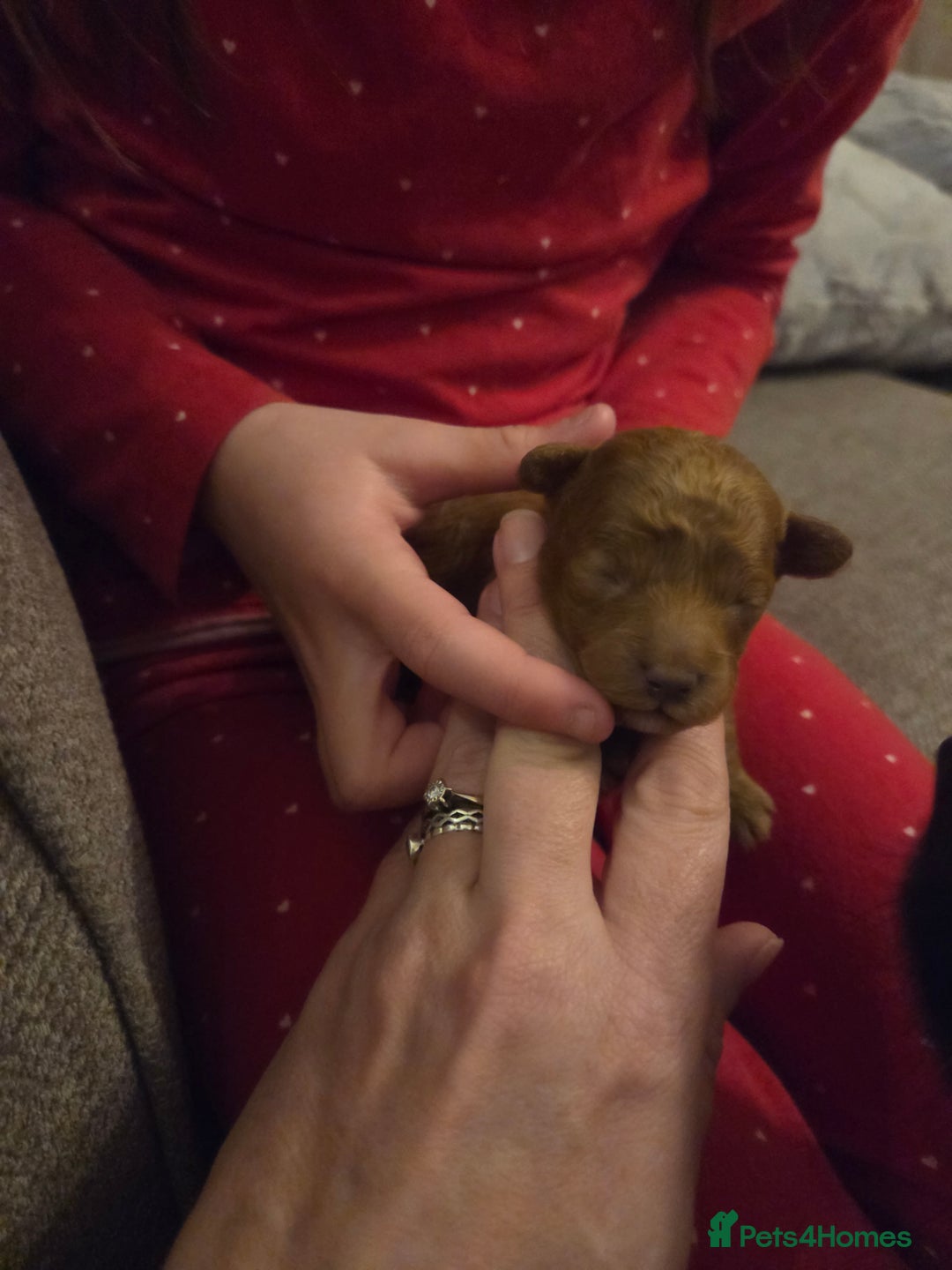 Toy Poodle dogs for sale: Excellent toy poodles! Fox red!  - Advert 4