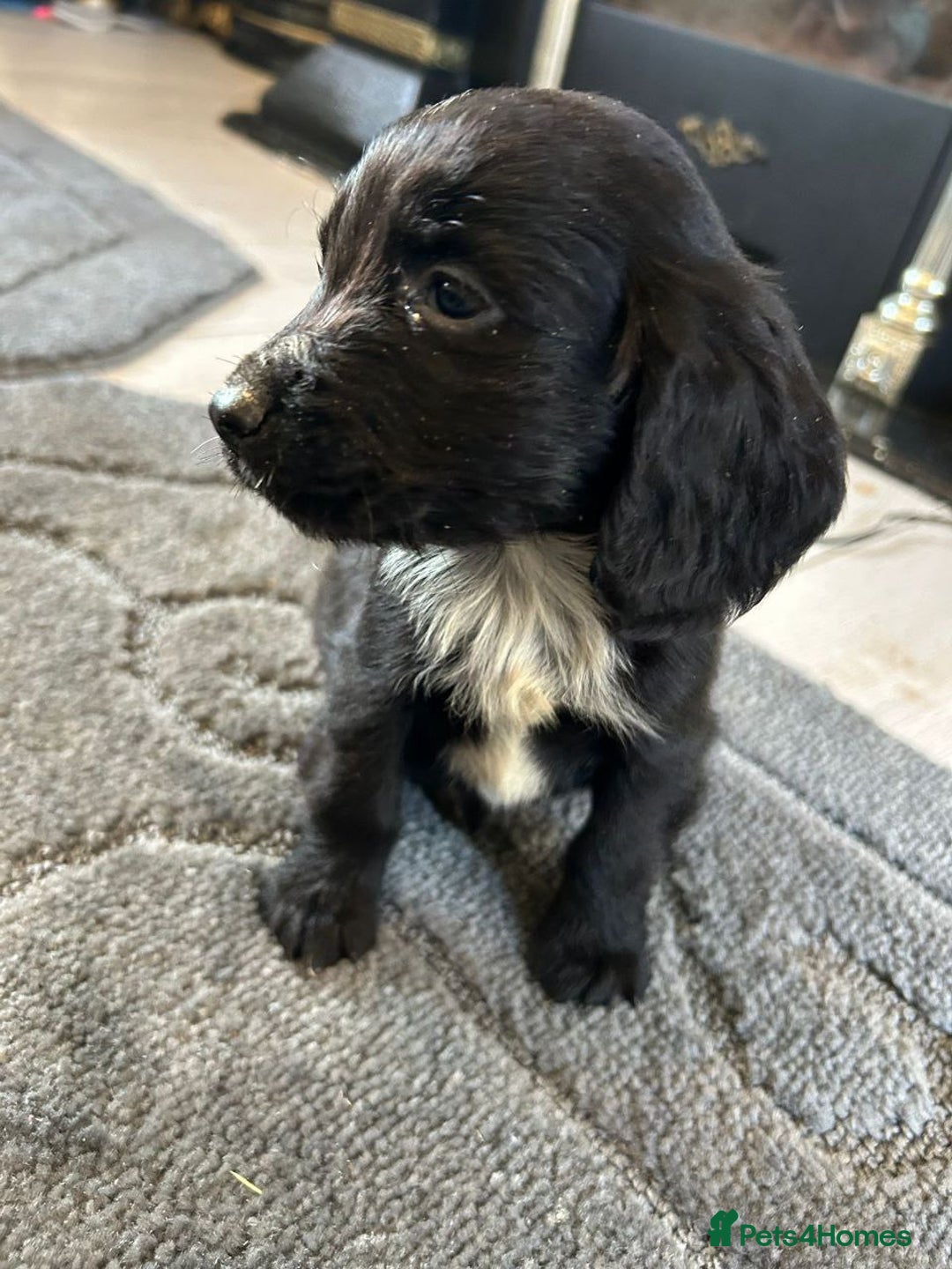 Cocker Spaniel dogs for sale: Adorable Cocker Spaniel Puppies - Advert 7