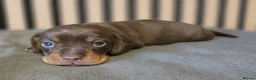 Miniature Dachshund dogs for sale: Pedigree miniature Dachshund baby girls - Advert 18