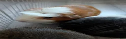 Guinea Pig rodents for sale: 4 bonded male guinea pigs - Advert 3