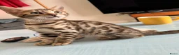 Bengal cats for sale: Brown Bengal Boy (last one) - Advert 13