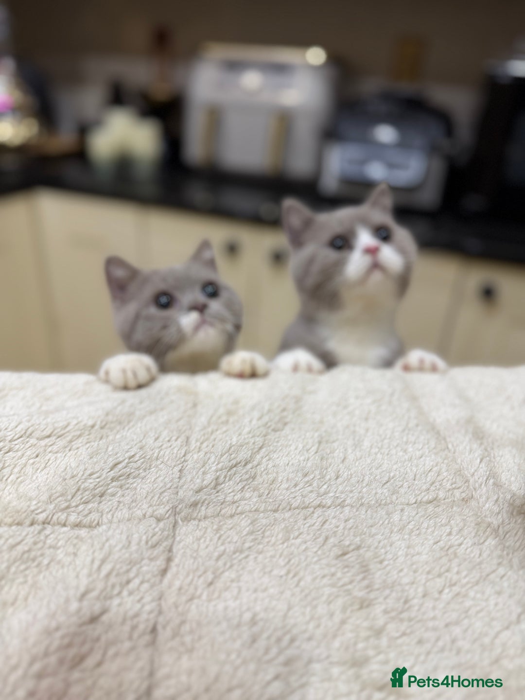 British Shorthair cats for sale: READY NOW - Full Pedigree Registered BSH kittens  - Advert 12