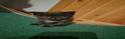 Norwegian Forest Cat cats for sale: Ragdoll x Norwegian forest kittens - Advert 3